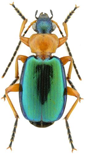 Lebia chlorocephala